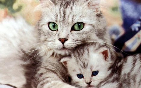 Beautiful-Cat-and-Kitten-cats