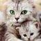 Beautiful-Cat-and-Kitten-cats