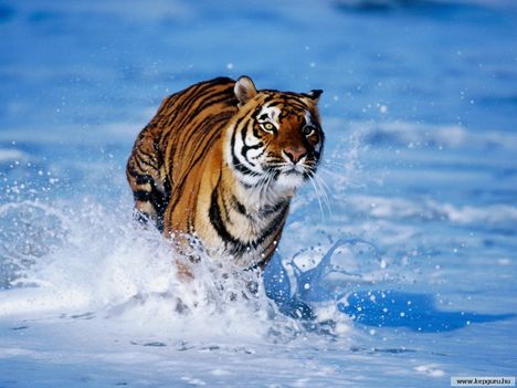 Bengáli_tigris