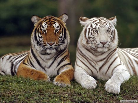 Bengáli_tigrisek