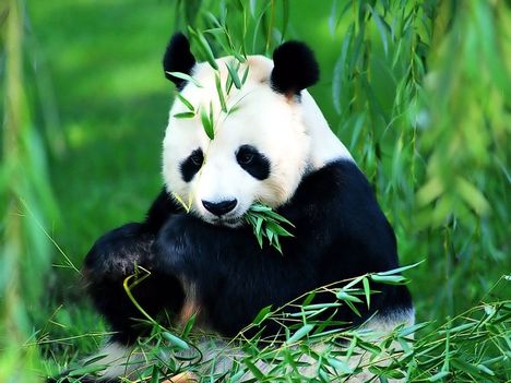 Óriás panda