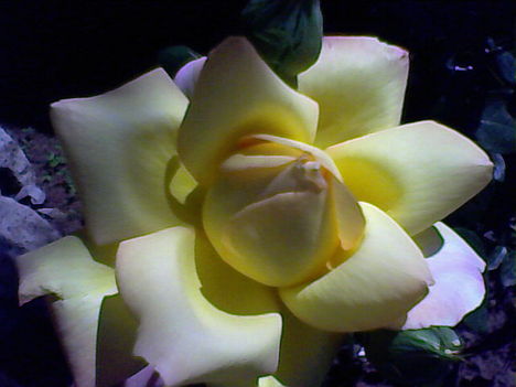 Sárga rózsa, a kedvenc virágom...