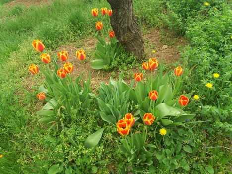 tulipánok a barack fa alatt
