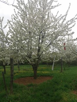 Virágzó cseresznye fa 