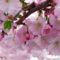 Virágzó_cseresznyefa