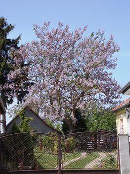 A császárfa májusban az udvarom dísze.
