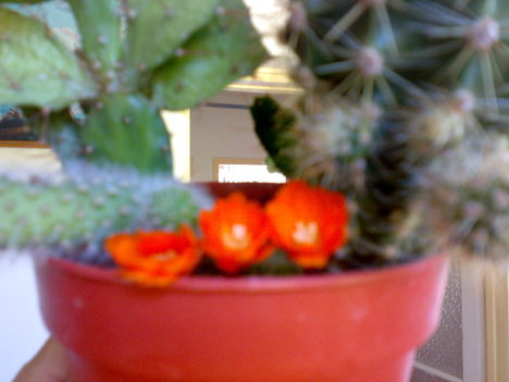Böbi képei:Kaktusz