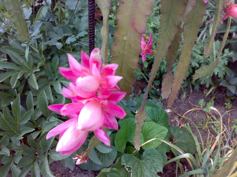 Böbi képei:Kaktusz virága