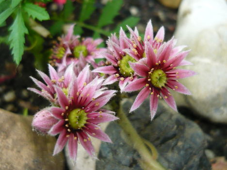 mini kővirózsa virága