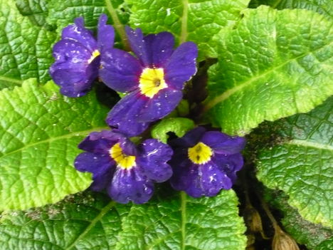 primula