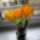 Tulipanok_2069240_3619_t