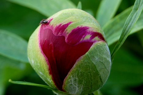 A türelmes virág hangyát terem... :-)