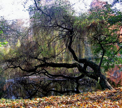 Alcsútdoboz Arborétum 030_edited