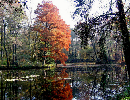 Alcsútdoboz Arborétum 031_edited