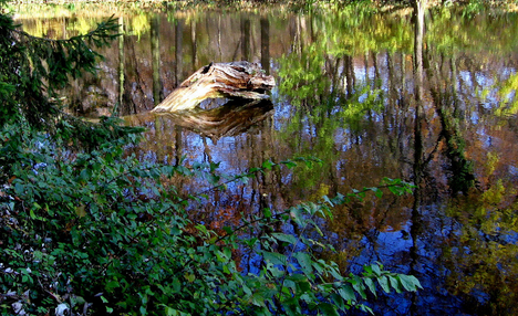 Alcsútdoboz Arborétum 035_edited