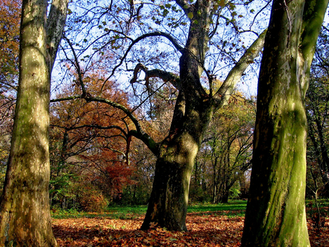 Alcsútdoboz Arborétum 037_edited