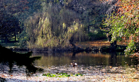 Alcsútdoboz Arborétum 038_edited