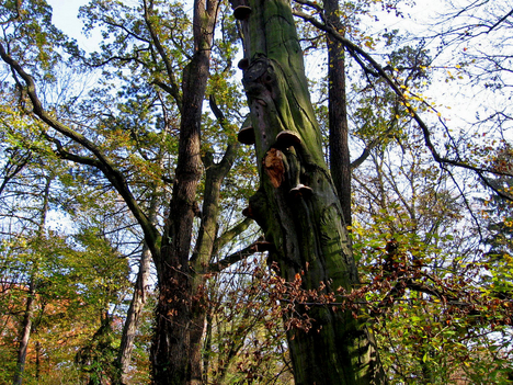 Alcsútdoboz Arborétum 040_edited