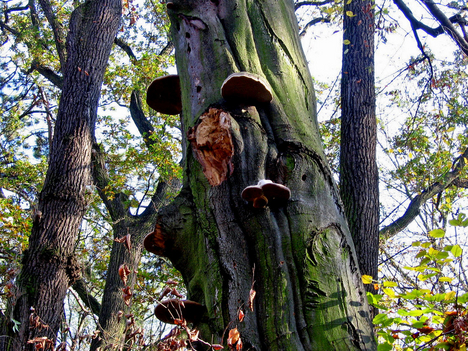 Alcsútdoboz Arborétum 041_edited