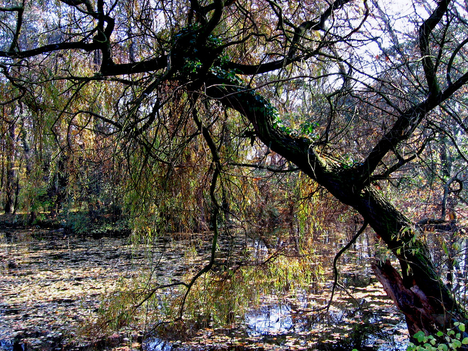 Alcsútdoboz Arborétum 047_edited