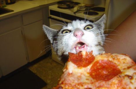 Amikor a cica belefullad a pizzába!