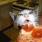 Amikor a cica belefullad a pizzába!