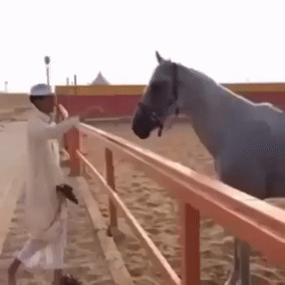 Arab és lova-gif