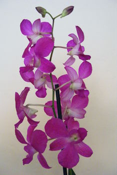 Dendrobium/orhidea/
