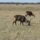 Kenya2006-053_260155_99484_t