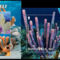 Korallzátonyok
