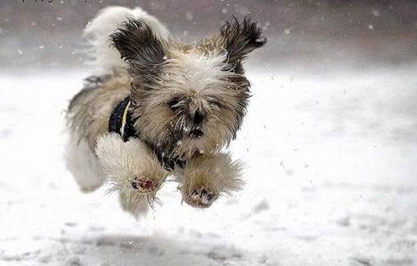 Kutya hóban