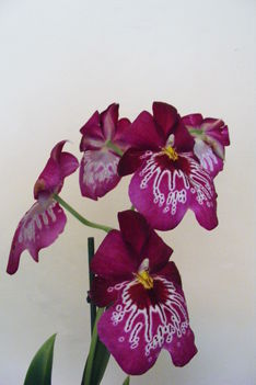 Miltonia /orhidea/