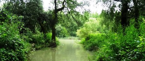 Nyárasi szigeti alsó vizes élőhely fok, Dunasziget 2016. július 14.-én  4