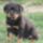 Rottweiler_260792_63748_t