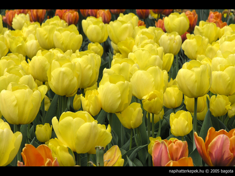 Sárga tulipanok