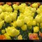 Sárga tulipanok