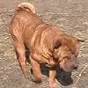 shar-pei-kutya