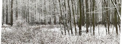 Szarvas rúdli a tejfaluszigeti Tótkalapi erdőben, Dunakiliti, 2018. január 21.-én 1