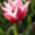 Tulipan_206540_92926_t