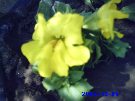 virágaim 12