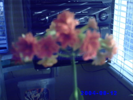 virágaim 5