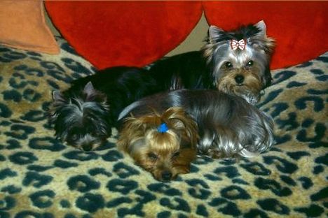 yorkshire terrier