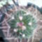 Echinofossulocactus