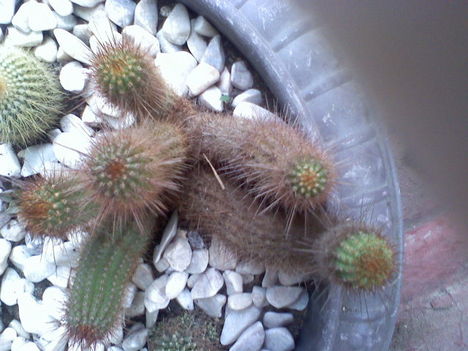 Echinopsis huascha