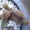 Echinopsis huascha