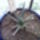 Lauchtenbergia_principis_271422_40423_t