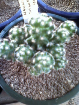 Mammillaria saboae f.handeana