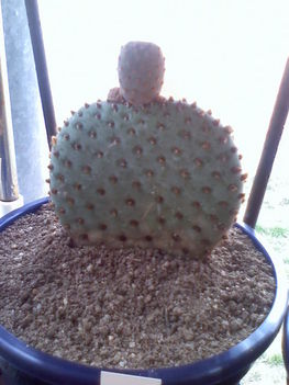 Opuntia basilaris