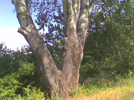 Az öreg fa