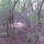 Csomai_erdo_1_272480_45317_t